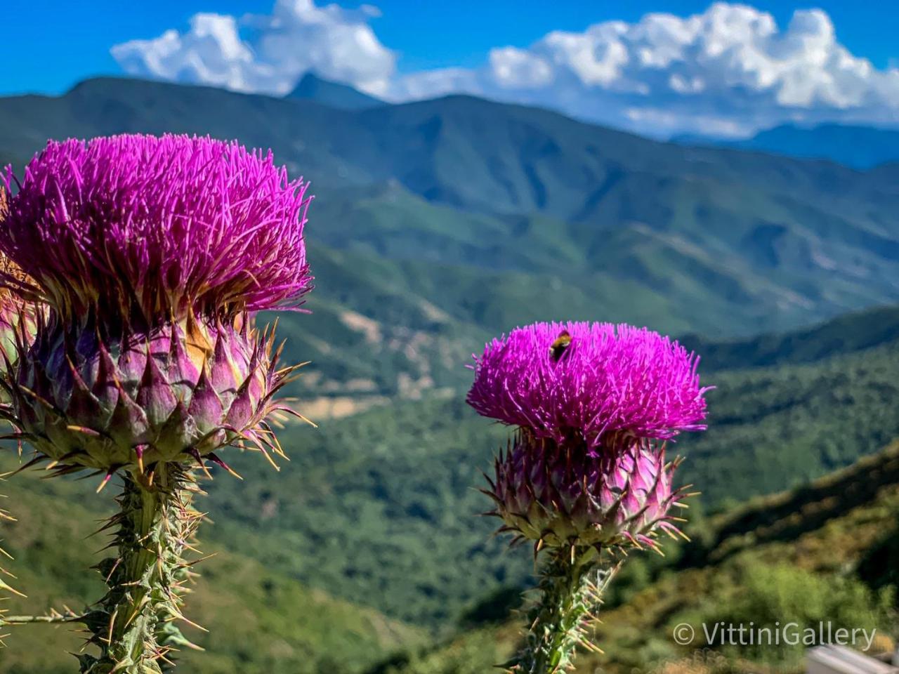 Nuits Magiques Au Village Entre Mer Et Montagnes Bigorno Dış mekan fotoğraf