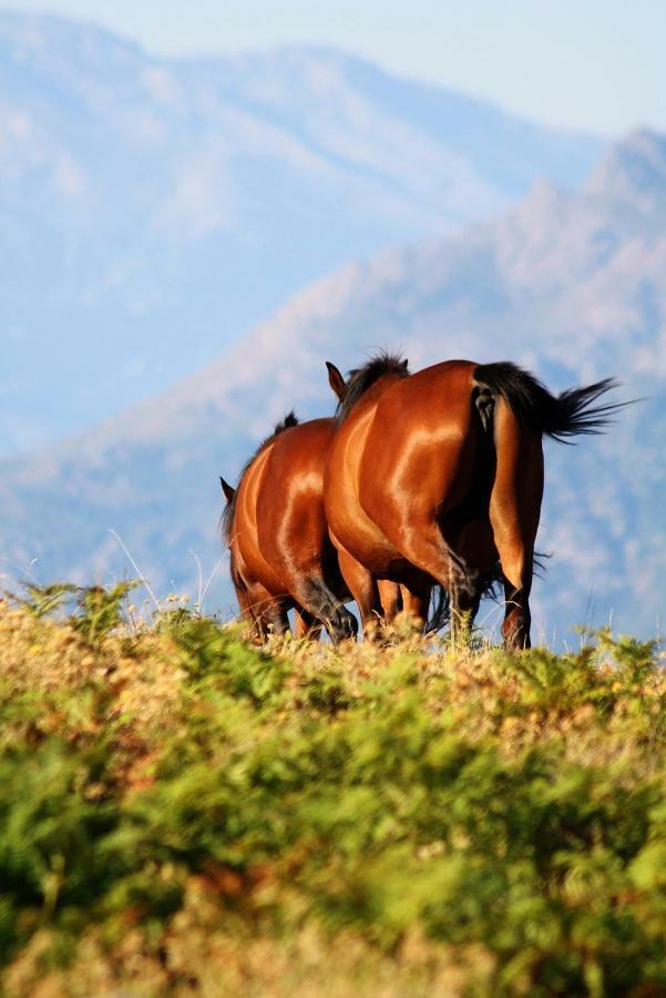 Nuits Magiques Au Village Entre Mer Et Montagnes Bigorno Dış mekan fotoğraf